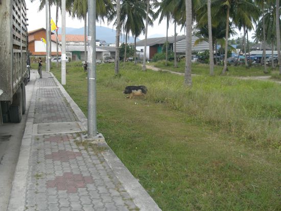 mitten in der Stadt kommt Sara ein Schwein entgegen