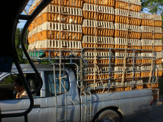 Hühnertransport bei 30 Grad