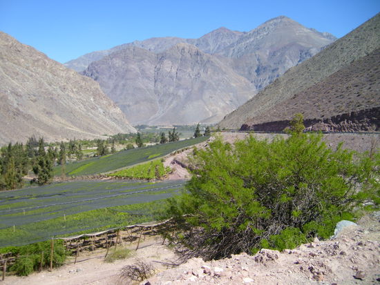 Hier werden die Trauben fuer das chilenische Nationalgetraenk, den Pisco, angebaut.
