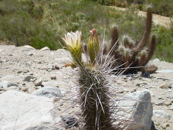 Stacheliger Wuestenbewohner