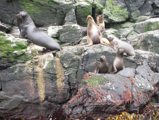Neugierige Seeloewen tuemmeln sich auf den Felsen