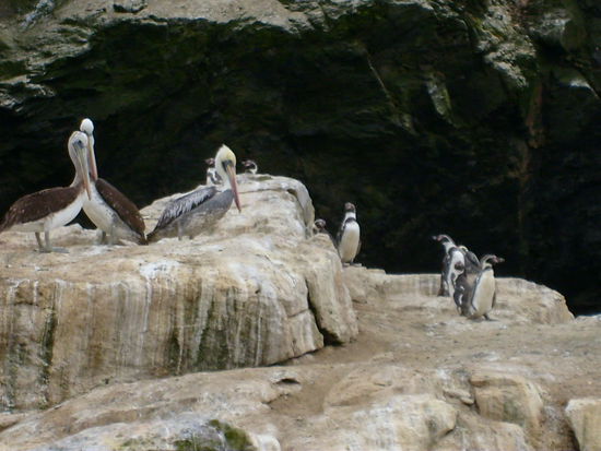 Putzige Fracktraeger und Pelikane