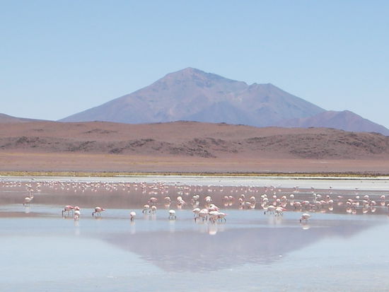 Lagune voller Flamingos