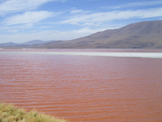 Nochmal Laguna Colorado im bolivianischen Hochland
