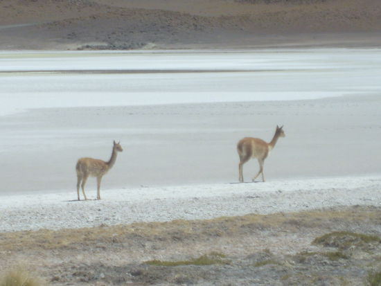 Vicuña-Mutti mit Kind auf einem der vielen Salzseen