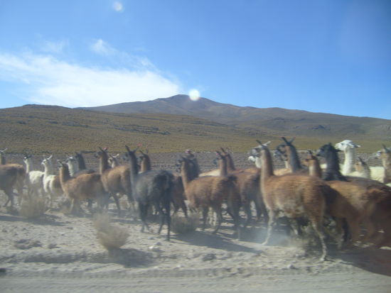 Llamaherde flieht vor dem Auto