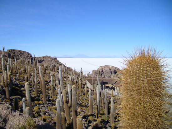 Blick von der Kaktusinsel auf den Salzsee Salar de Uyuni