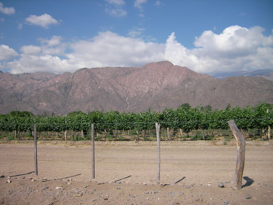 Weinbau in Cafayate