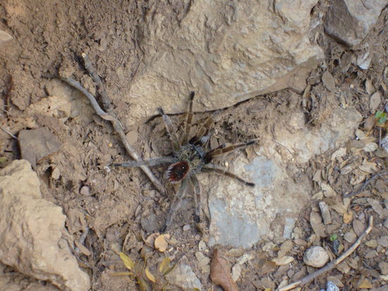 Handgrosse Spinne im Park. Lt. Aussage des Rangers nicht giftig.