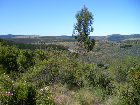 Ausblick von der Fahrt in Richtung Pucón