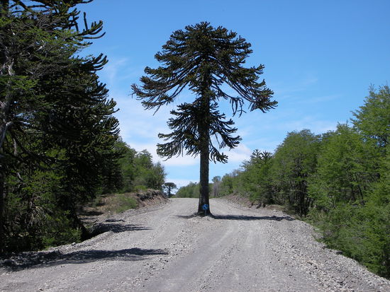 Links und rechts gehts am Araukanien-Baum vorbei
