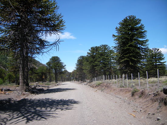 Fahrt durch den Maerchenwald