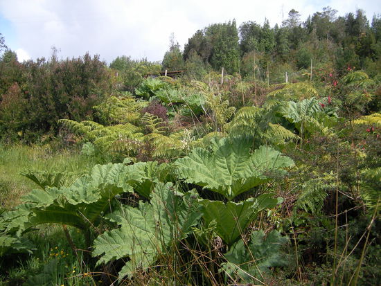 "Kalter Regenwald" -Pflanzen
