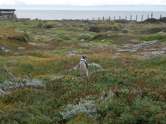 Der erste Pinguin begruesst uns ...