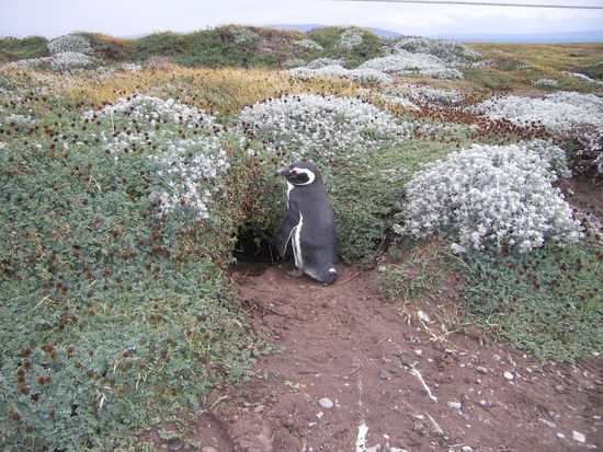 Nistplatz genau am Fussweg