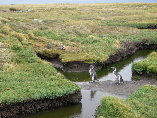 Zwischen Meer und Nistplatz liegen ca. 200 Meter - und so war reger Betrieb auf den Wegen