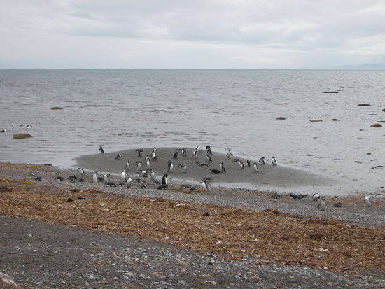 Aus einem Beobachtungsstand konnten wir die Pinguine am Strand beobachten