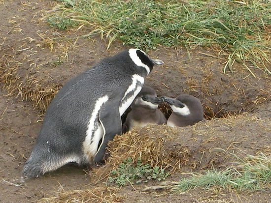 Die Jungen bei der Fuetterung...