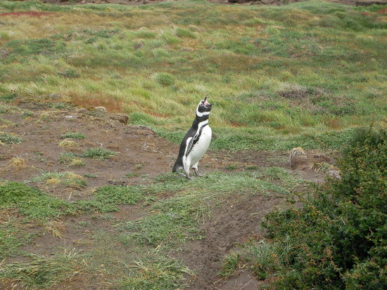 .. und einer Schreit und passt auf.