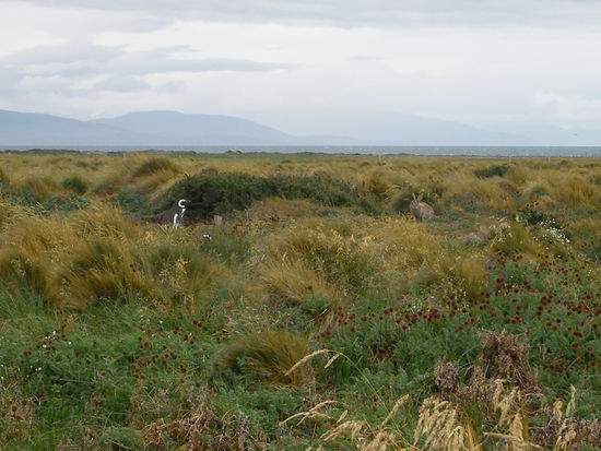 Treffen zwischen Pinguin und Hase