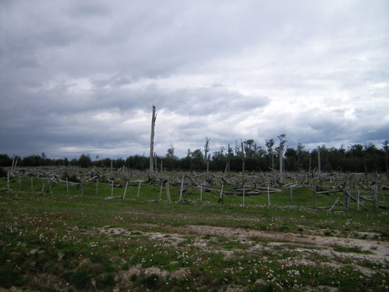 Immer wieder zu sehen, abgestorbene Baeume durch Biberschaeden