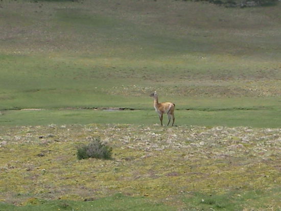 Staendige Begleiter in Feuerland: Guanacos, welche sogar ueber die Weidezaeune springen koennen