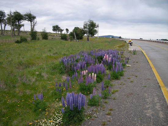 Auf dem Weg nach Puerto Natales