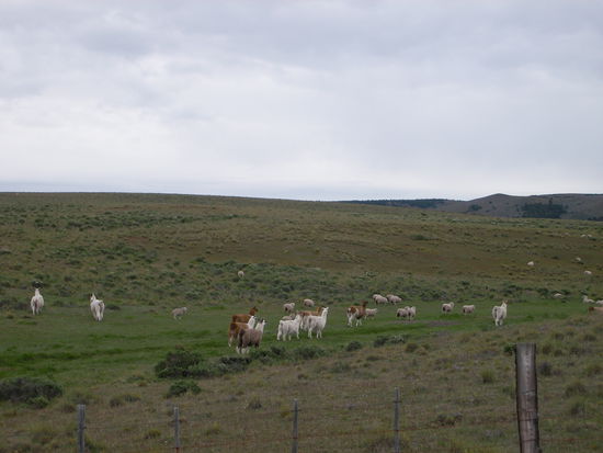 Schreckhafte Llamas