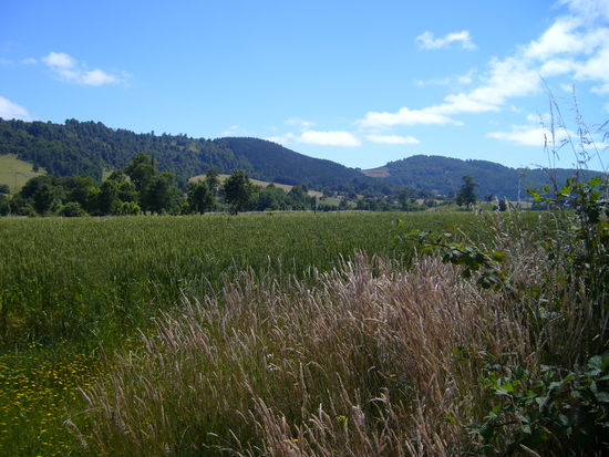 Kornfelder auf dem Weg nach Panguipulli