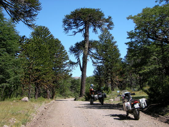 Im Araukanienwald