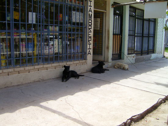 Hier liegt wirklich der Hund begraben...