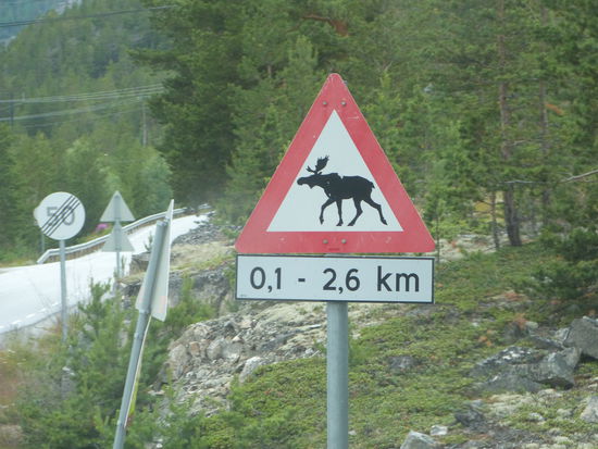 Leider die einzigen Elche die wir gesehen haben