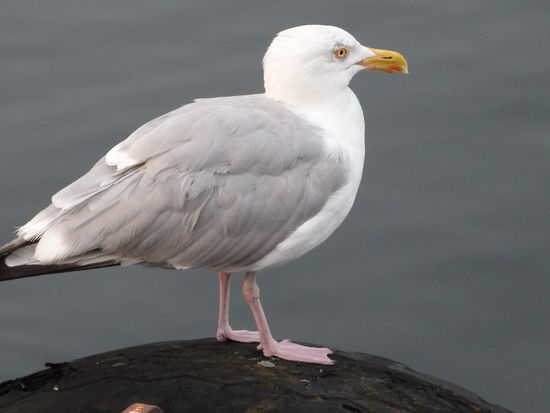 Ständige Begleiter an allen Küsten