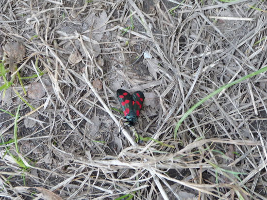 Seltsame Käfer gibt es in Dänemark