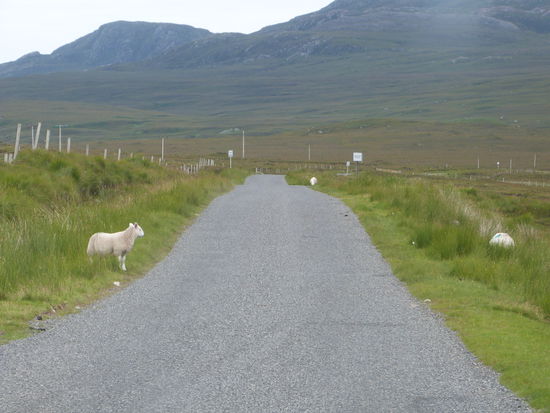 Achtung - Schafe kreuzen den Weg !!!!