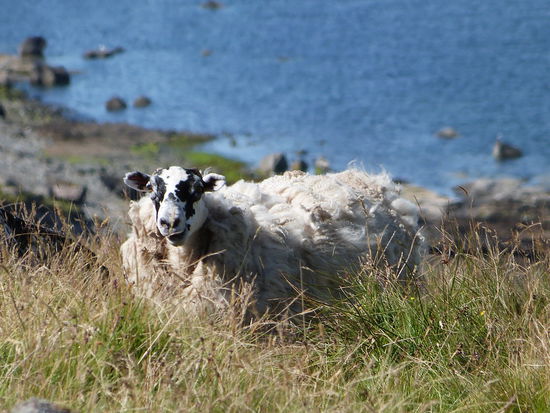 Da ist wohl jemand bei der letzten Schur nicht drangekommen...
we call him "Der Ungeschorene"