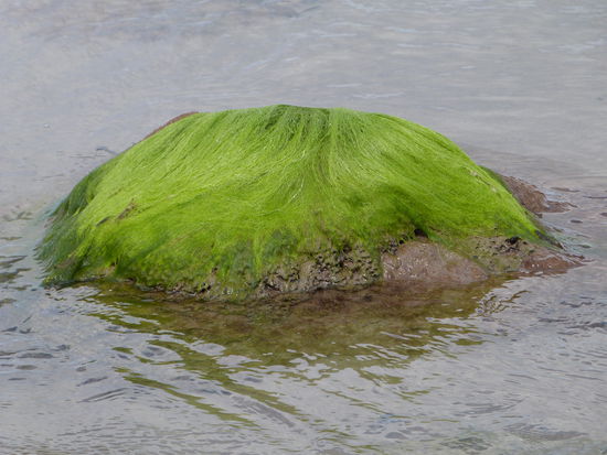 Stein mit lustiger Frise 