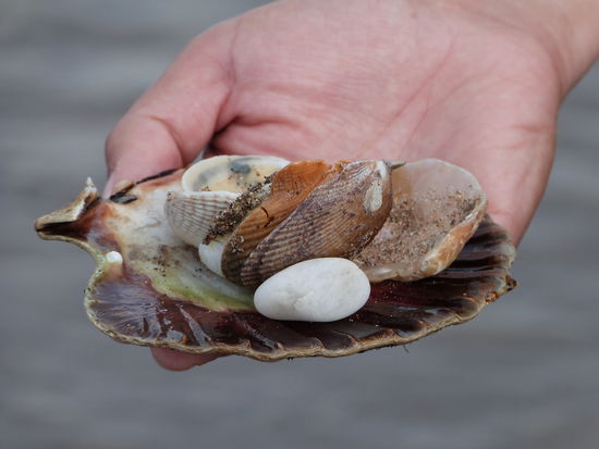 Riesenmuschel, gefunden auf der Peninsula Dingle