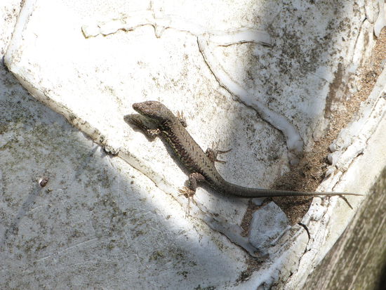 "Gefährliche" Tiere