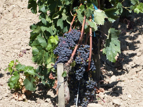 Bordeaux, wir kommen !!!