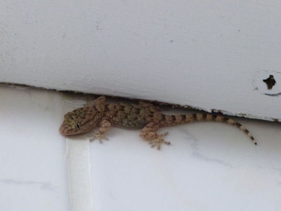 Der kleine Gecko hat uns beim Abwaschen beobachtet