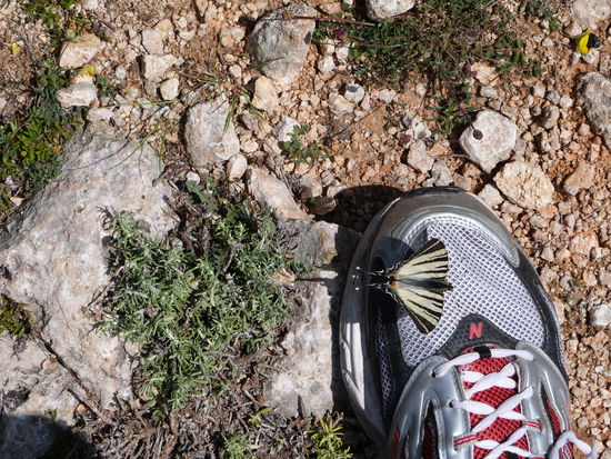Sogar Schmetterlinge landen auf den Schuhen.