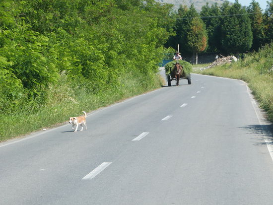 Typischer Gegenverkehr in Albanien.