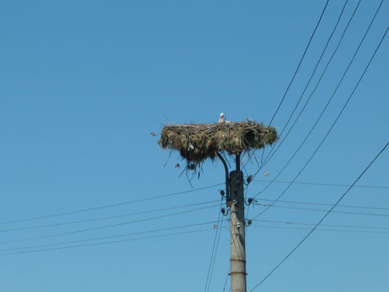 In jedem bulgarischen Ort gibt es mindestens ein Storchennest