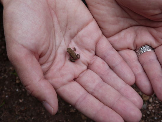 Gaaaaaaaanz kleine Hüpfer. Die Mini-Frösche waren wohl wie wir auf
Wanderschaft und Querten unseren Weg zahlreich.
