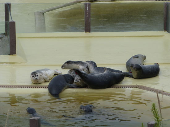 Besuch der Seehundstation an der Nordsee bei Friedrichskoog