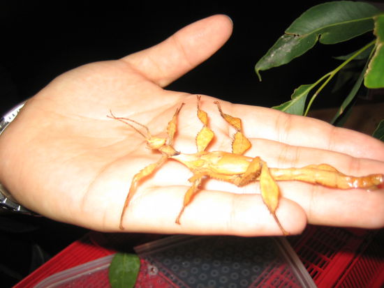 ....HA!!! Falsch gedacht! Ich muss aber zugeben: trotz meines strahlenden Gesichts war es nicht unbedingt angenehm, da sich dieses tolle Insekt richtig in die Haut krallt... Aber cool war's trotzdem!