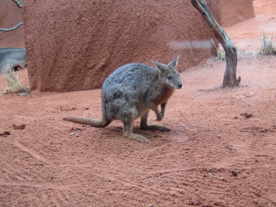 Dieses suesse kleine australische Wesen darf natuerlich auch nicht fehlen...