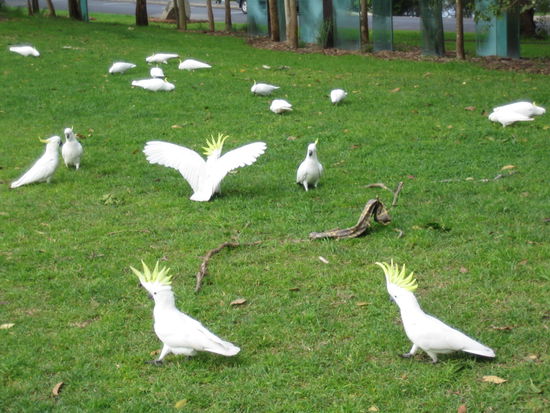 Ja, die Kakadus laufen tatsaechlich so vor einem herum... sogar sehr viele... leider habe ich, als ich dieses Foto schoss, noch nicht gewusst, dass sie Menschen angreifen ...