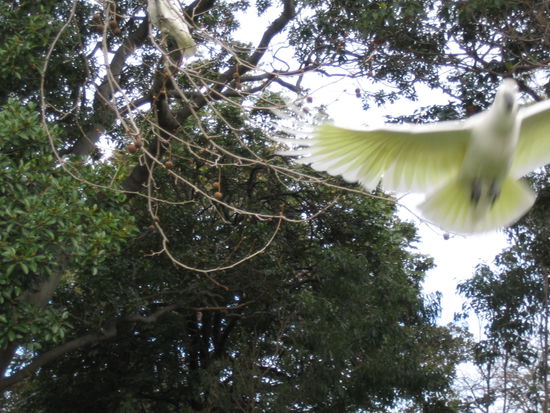 ... solche Fotos entstehen dann, wenn man dies ueberraschend erfahert und auf der Flucht dann auf den Ausloeser drueckt! Hihi, war zum Glueck keine giftige Spinne!